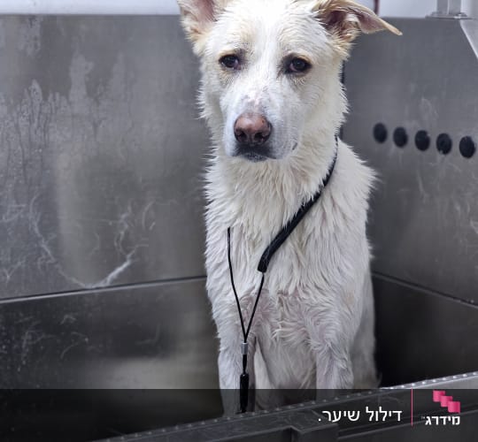 כלב רטוב באמבטיה מתכתית, כנראה בטיפול טיפוח